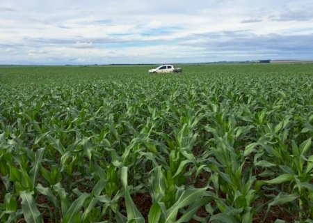 Milho na 2ª safra tem estimativa de produção de cerca de 11 milhões de toneladas