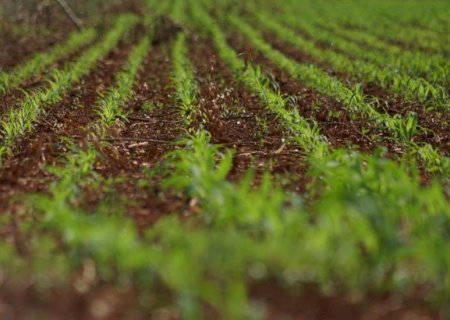Colheita da soja avança em MS e plantio do milho já supera 75%