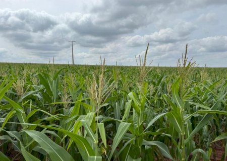Milho ganha protagonismo e reforça papel estratégico no agro brasileiro