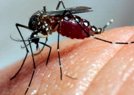 Defesa Civil de Itaporã alerta para epidemia de chikungunya e pede apoio da população