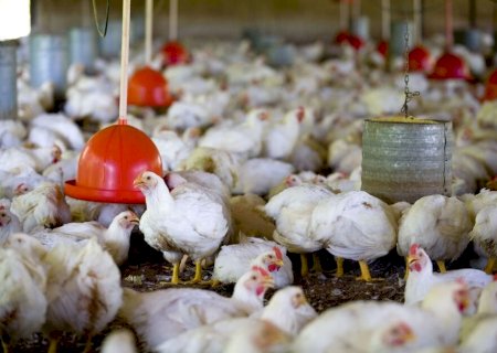 Carga com 4,5 mil galinhas é apreendida e multa por maus-tratos chega a R$ 6,7 milhões em Mundo Novo