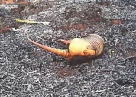 Área degradada em fazenda será recuperada após assinatura de TAC