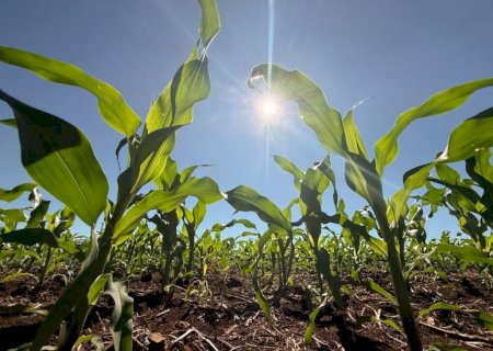 Crédito rural desacelera e recua 39,5% em Mato Grosso do Sul no mês de abril