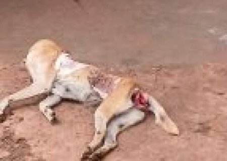 Cadela morre após agressões e tutor é preso em flagrante em MS