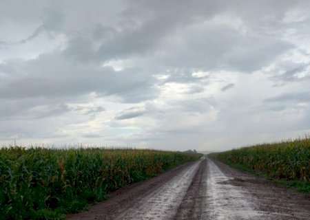 Chuva atrasa o avanço da colheita do milho em Mato Grosso do Sul