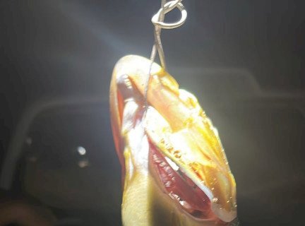 Homem é multado em R$ 5,5 mil e preso em flagrante por pescar peixe da espécie Dourado