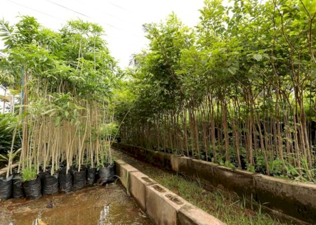 Prefeitura de Dourados incentiva projetos de arborização e recuperação ambiental