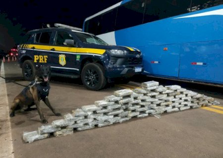 Em 12 horas de operação, PRF apreende 313 quilos de drogas e prende 37 pessoas em MS