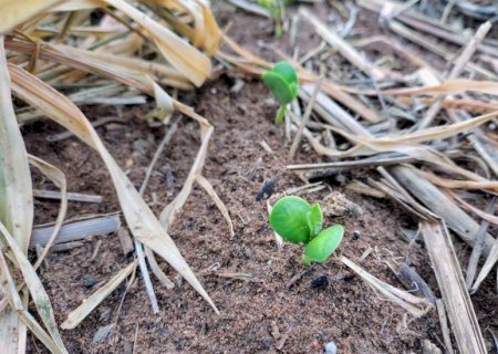 Produzir um hectare de soja na safra 2026/2027 custa R$ 5 mil em MS