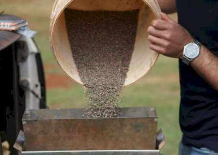 MS se prepara para nova safra com aproximação do fim do vazio sanitário